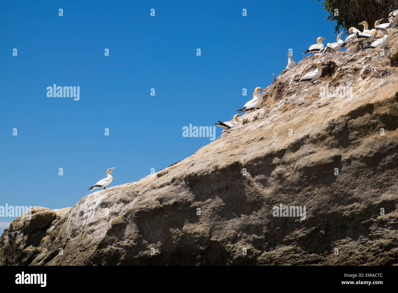 Morus serrator, gannets, on the way to Cape Kidnappers, New Zealand Stock Photo