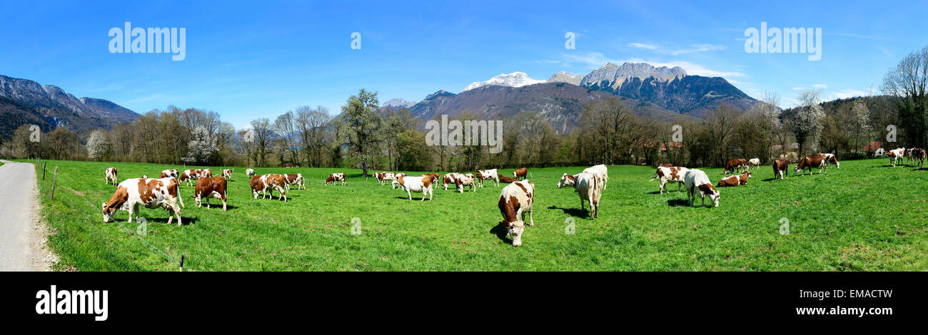 cows in a meadow with mountain background Stock Photo - Alamy