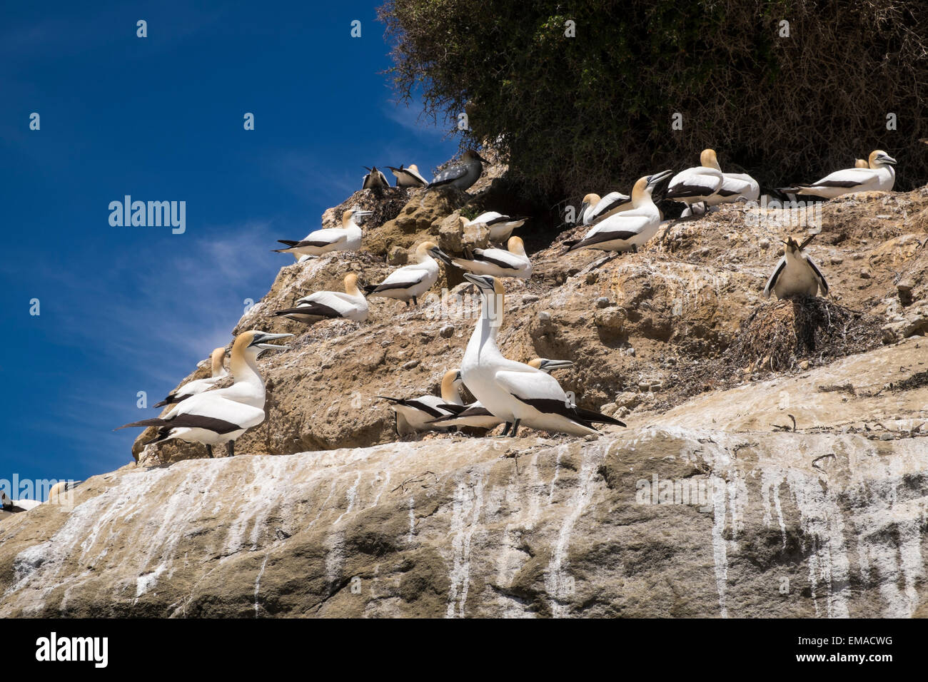 Morus serrator, gannets, on the way to Cape Kidnappers, New Zealand Stock Photo