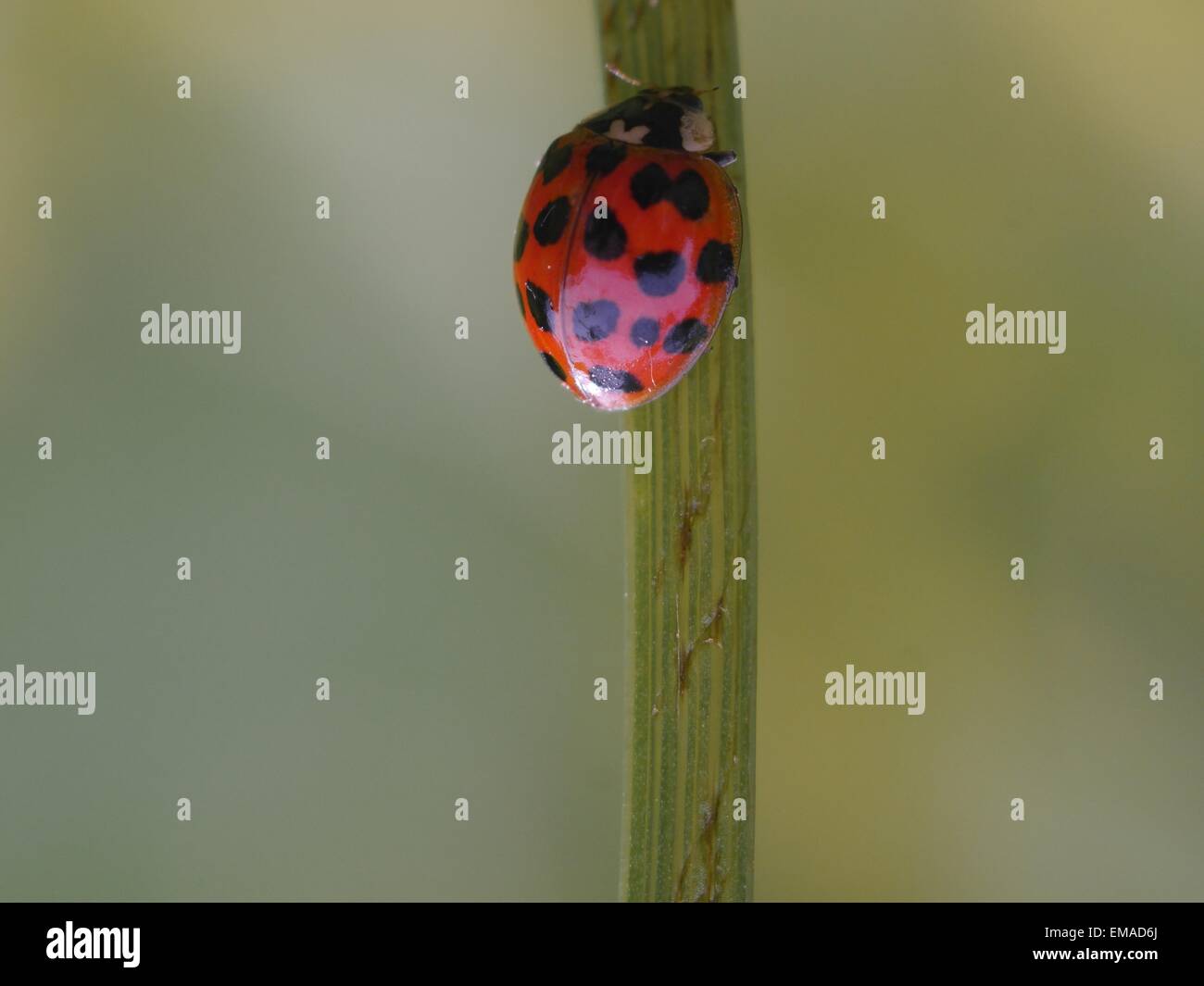 wandering after stalk of grass ladybug Stock Photo