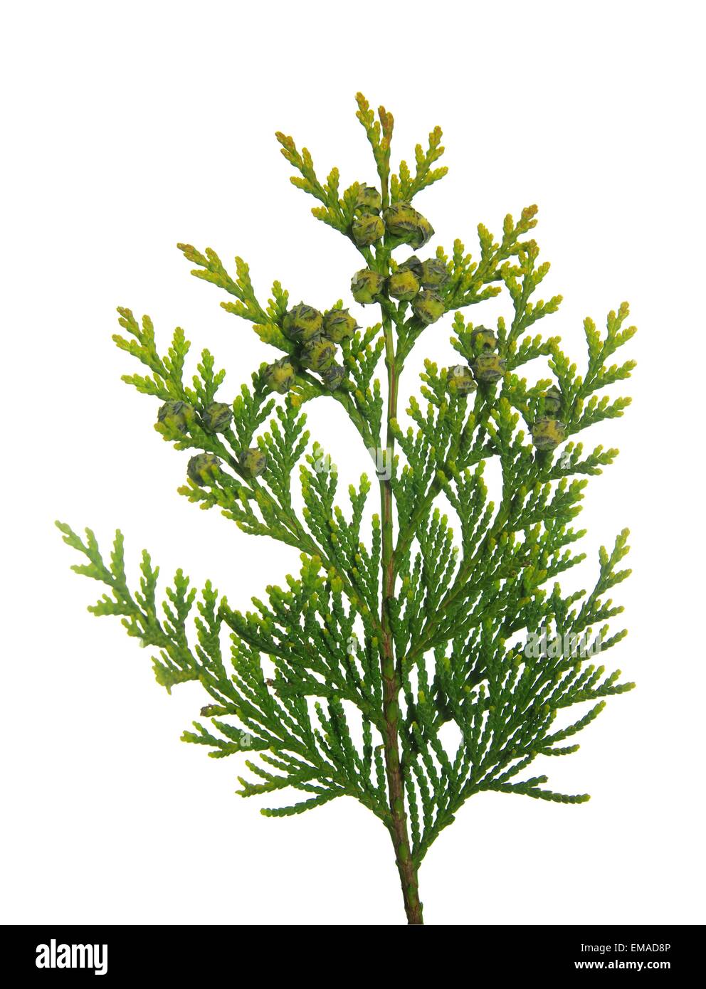 thuja branch with tiny cones on white background Stock Photo