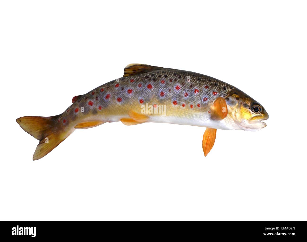 fresh stream trout with bait on white background Stock Photo Alamy