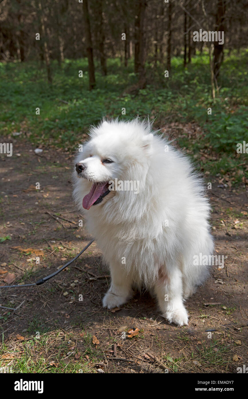 Japanese sales samurai dog
