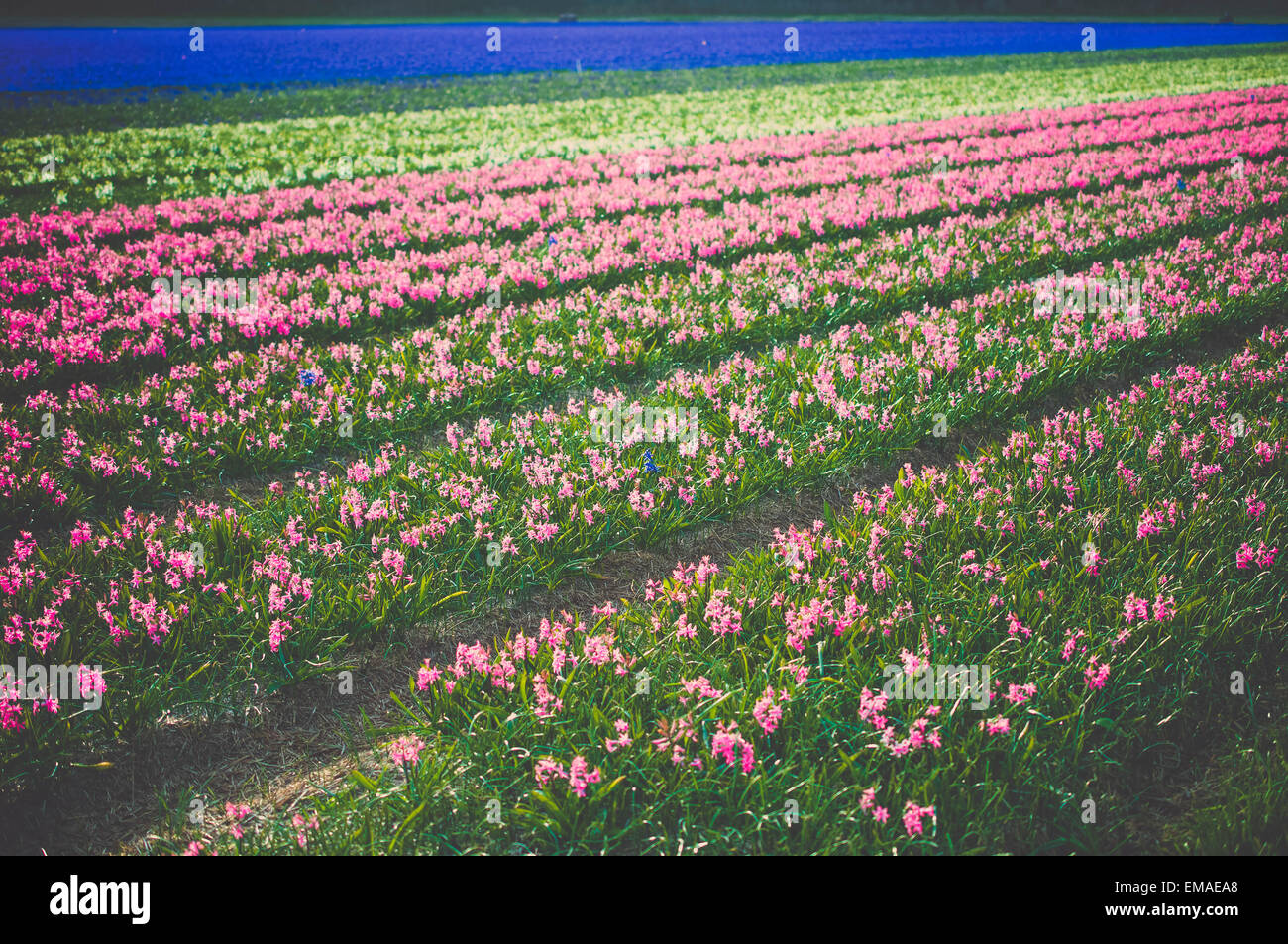 Europes flower fields hires stock photography and images Alamy
