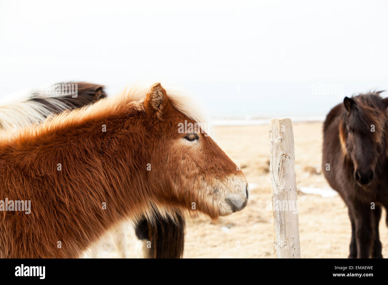 Portrait of an Icelandic pony with blond mane in a herd Stock Photo