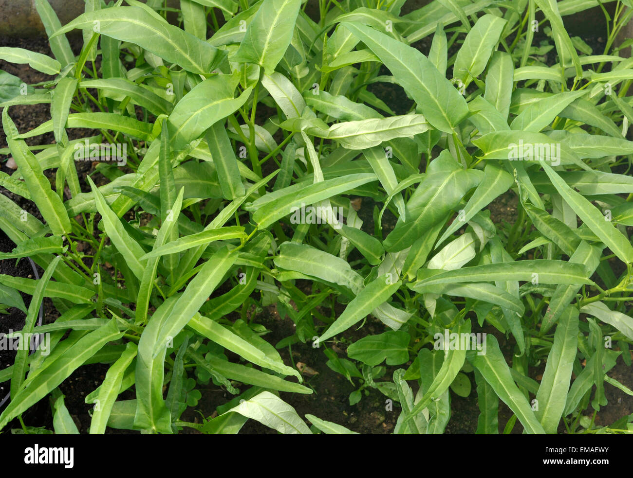 Pak Boong or Water Spinach growing in a UK greenhouse. Stock Photo