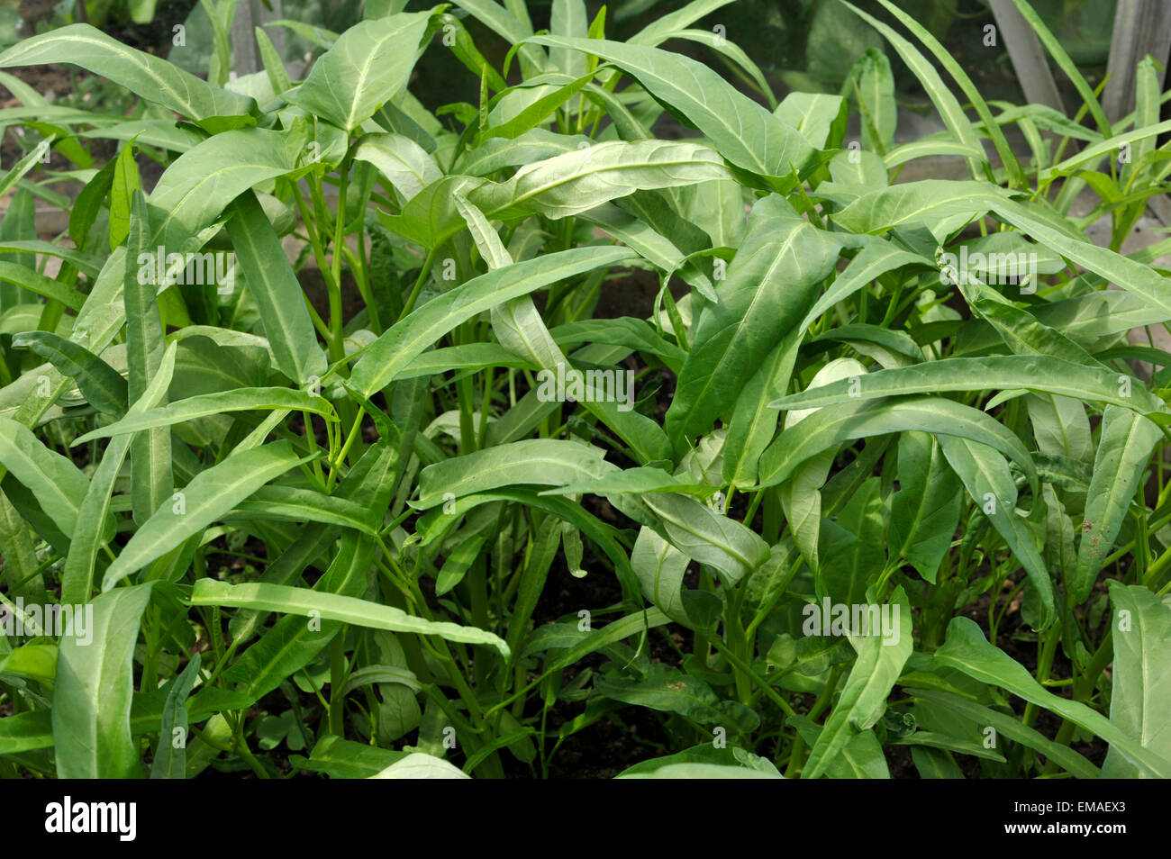 Pak Boong or Water Spinach growing in a UK greenhouse. Stock Photo