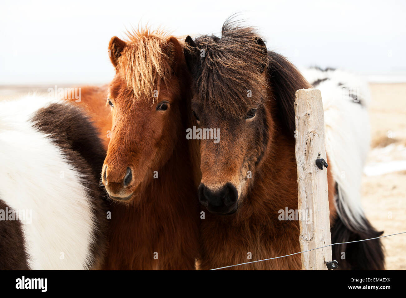 Herd of Icelandic ponies on a meadow in spring Stock Photo