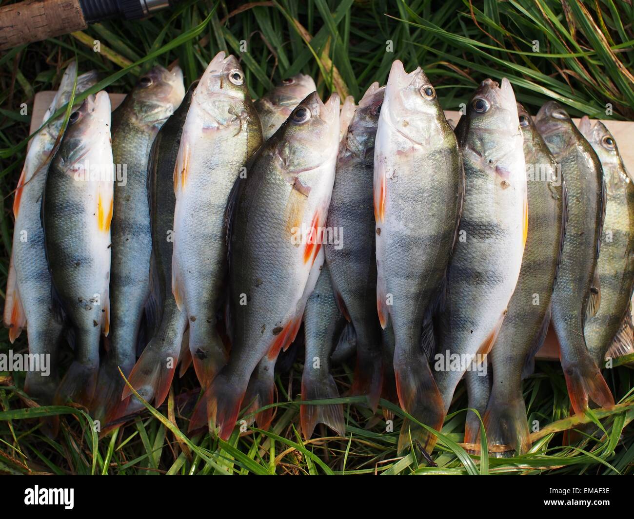 Grass perch hi-res stock photography and images - Alamy