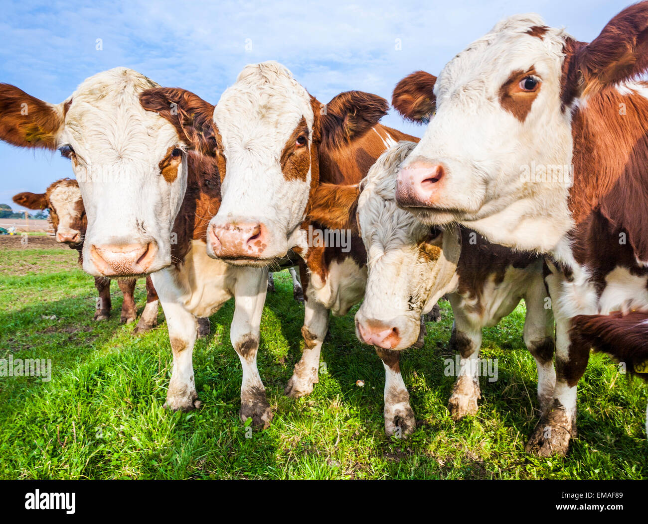 cattles at a green meadow waiting for feeding Stock Photo