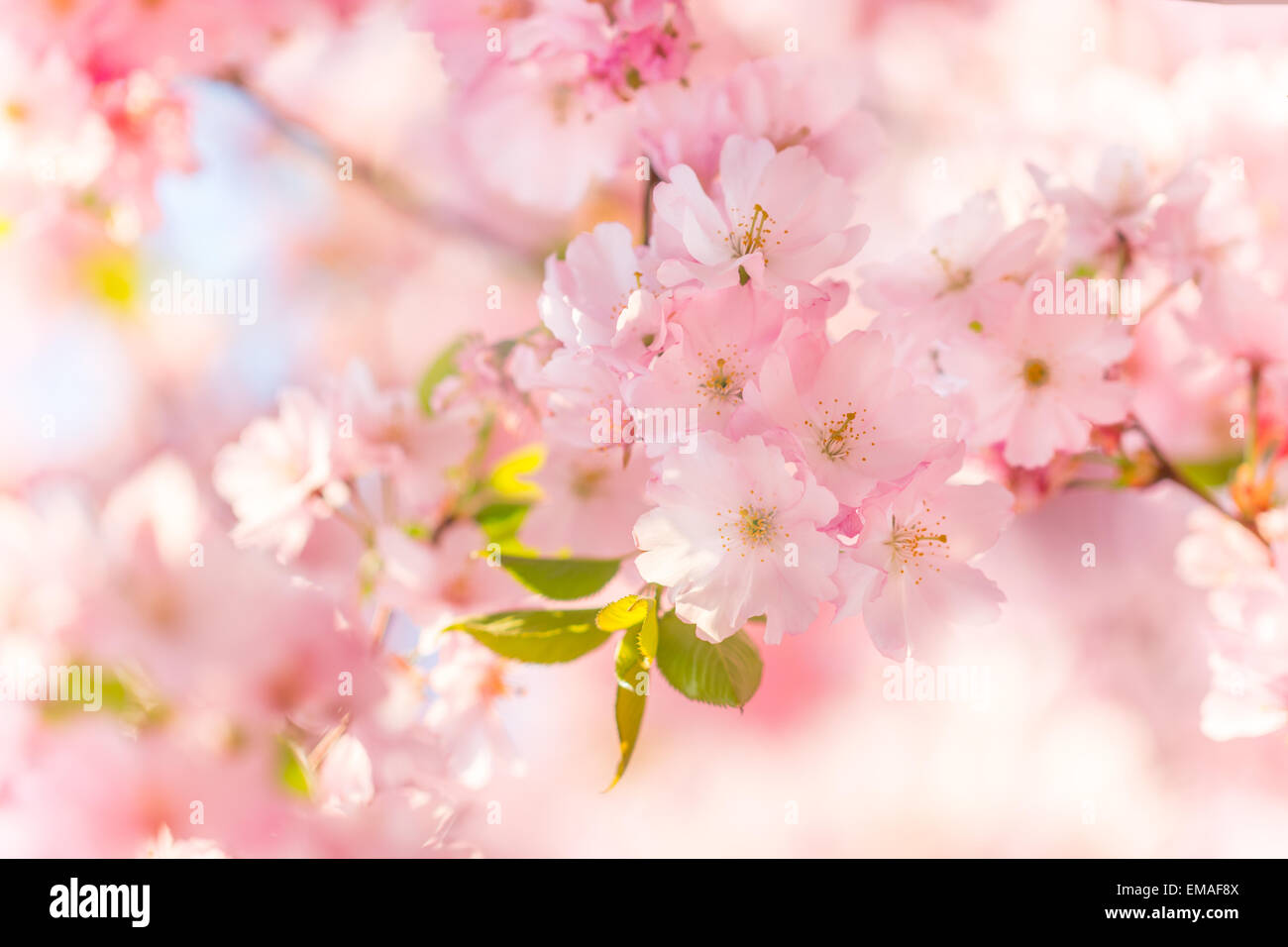 Spring blossoms in macro detail Stock Photo