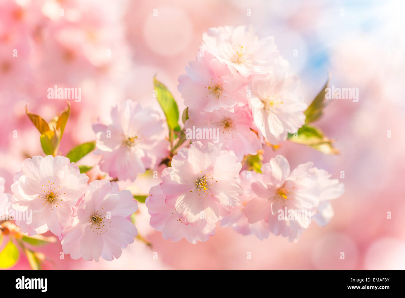 Spring blossoms in macro detail Stock Photo - Alamy