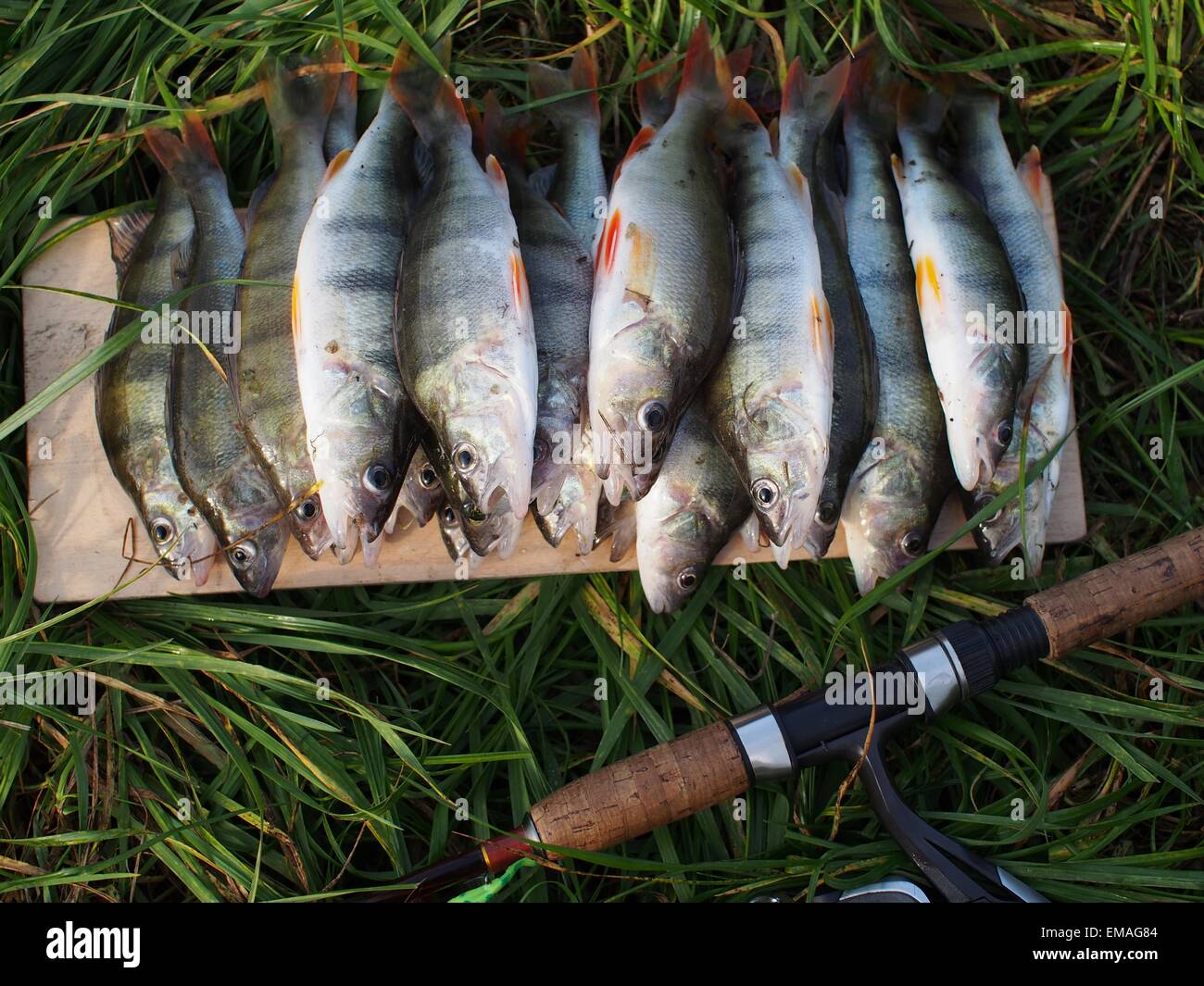 caught perches  and fishing-rod on grass Stock Photo