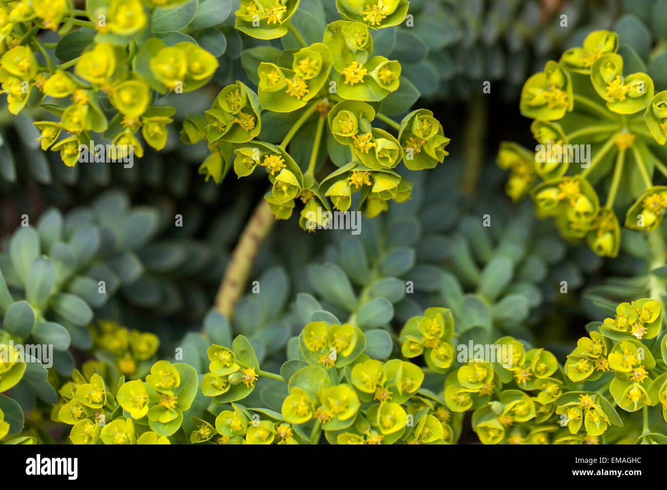 Blue spurge Euphorbia myrsinites Stock Photo