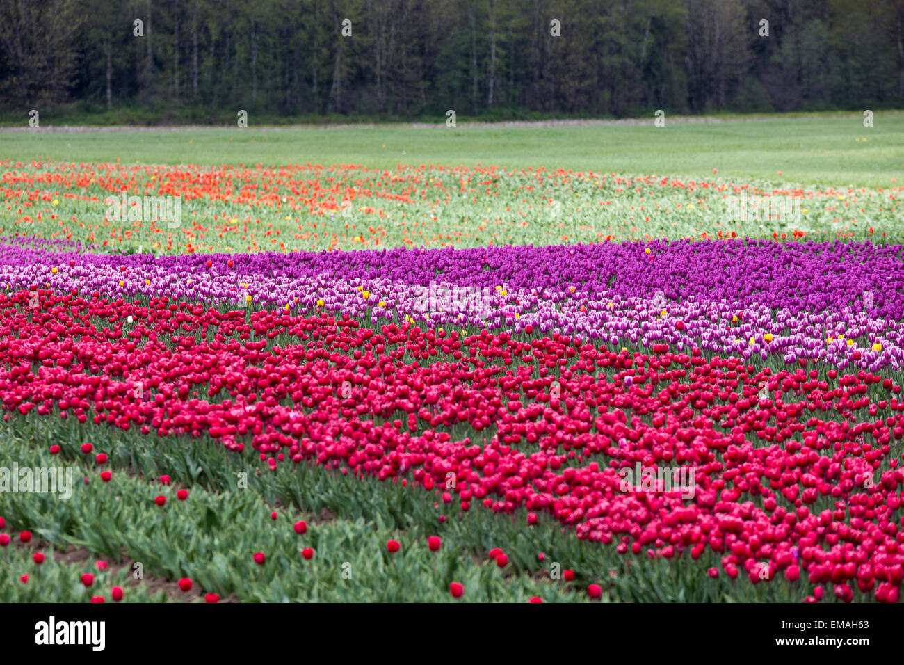 Spring Landscape, Tulip Flower Field in Agassiz BC Canada Stock Photo