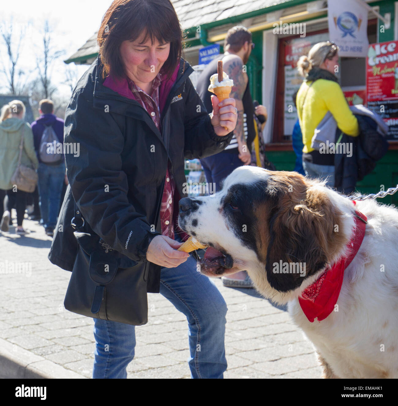 Bowness On Windermere Cumbria, UK. 18th April, 2015. UK Weather Sun & Ice cream for dog & owner