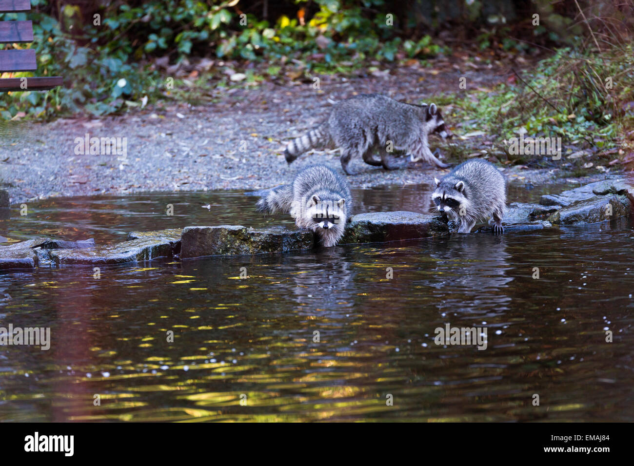 raccoon hunting at water side in Vancouver Canada Stock Photo