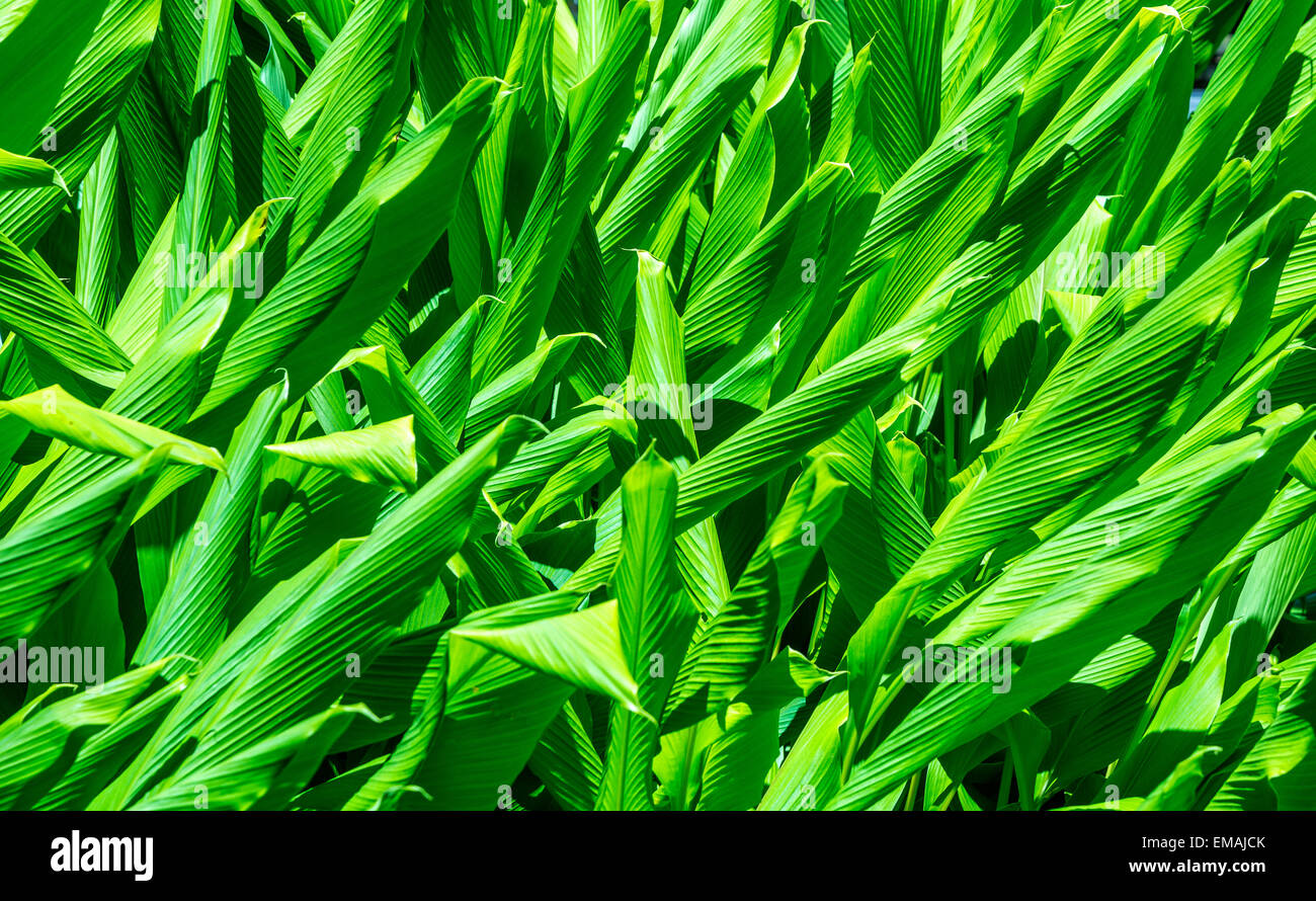 green reed grass in the garden gives a harmonic background Stock Photo Alamy
