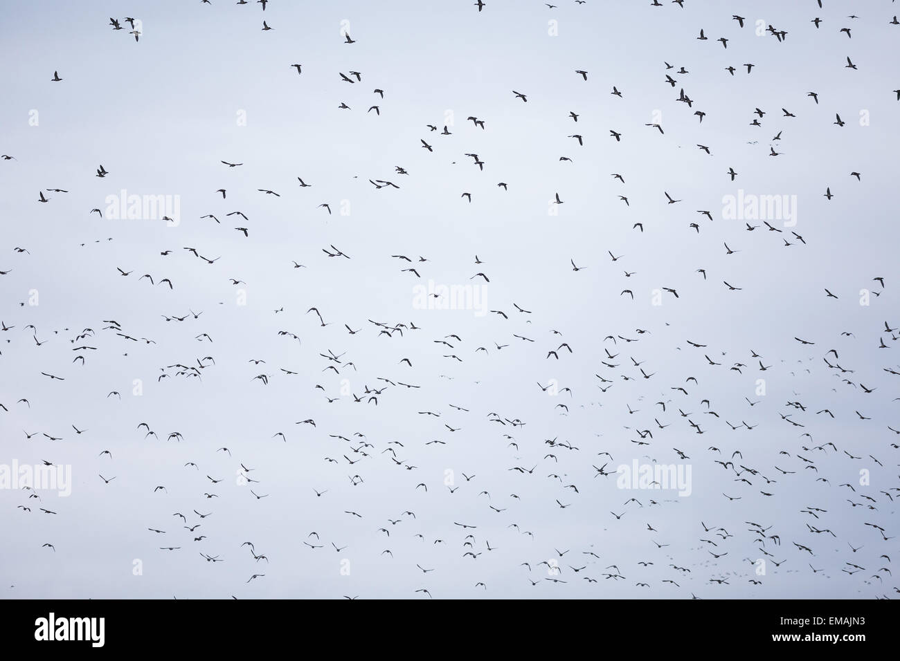 flying bird with blue sky for background Stock Photo - Alamy