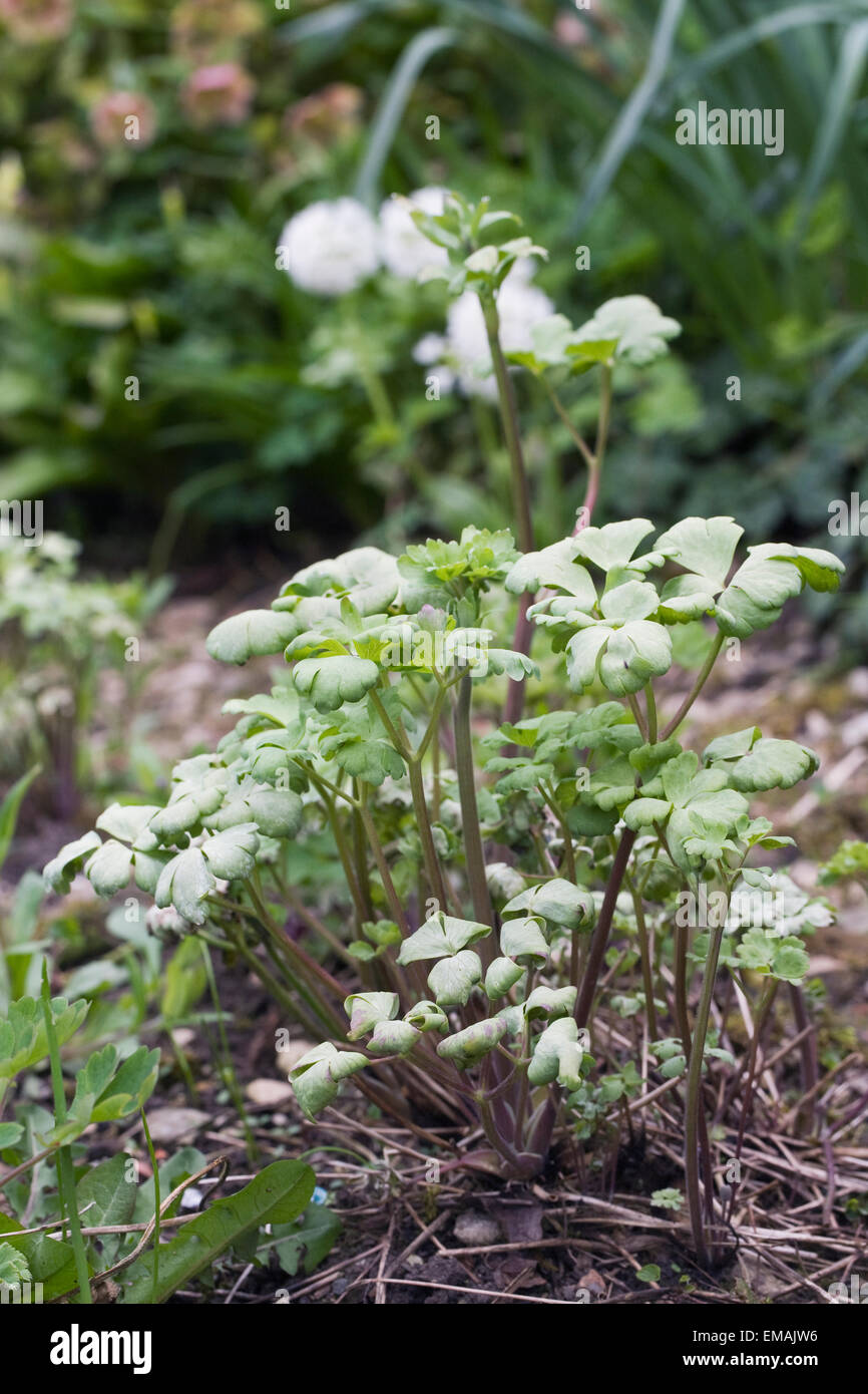 Aquilegia plant in spring showing signs of downy mildew. Stock Photo