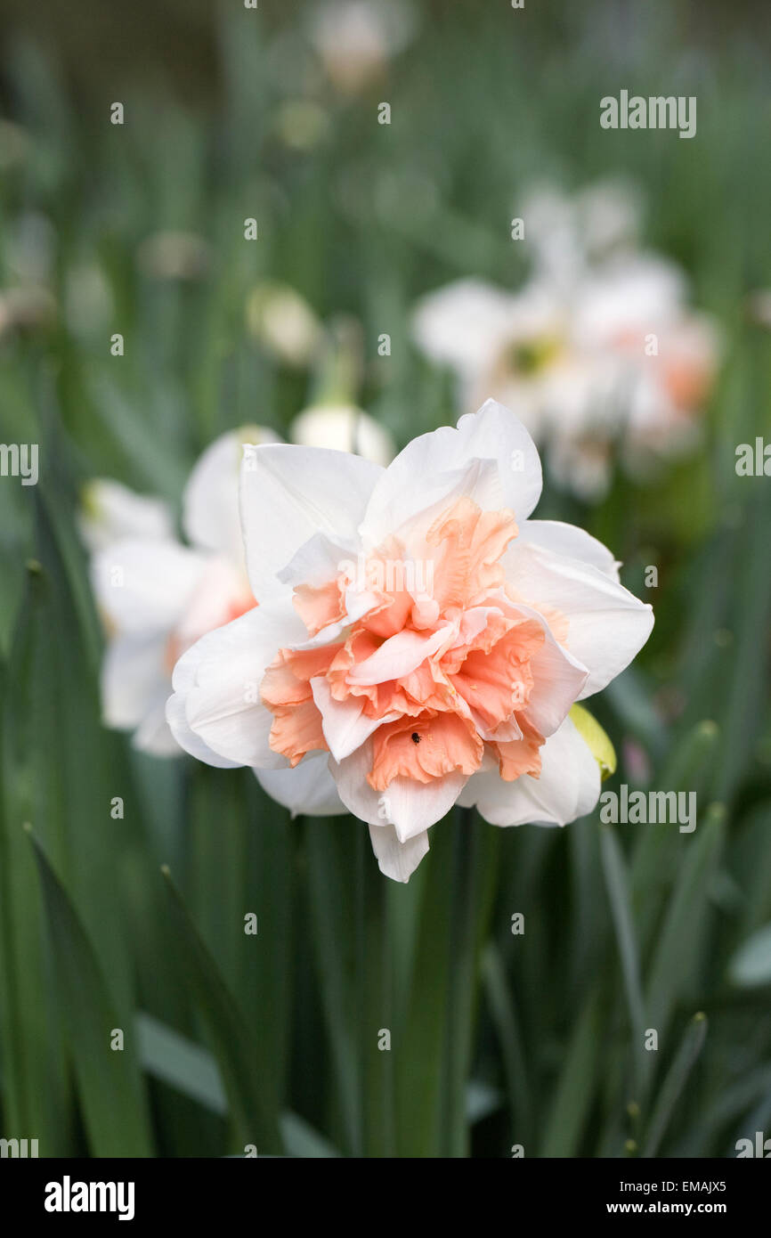 Narcissus flowering in Spring. Stock Photo