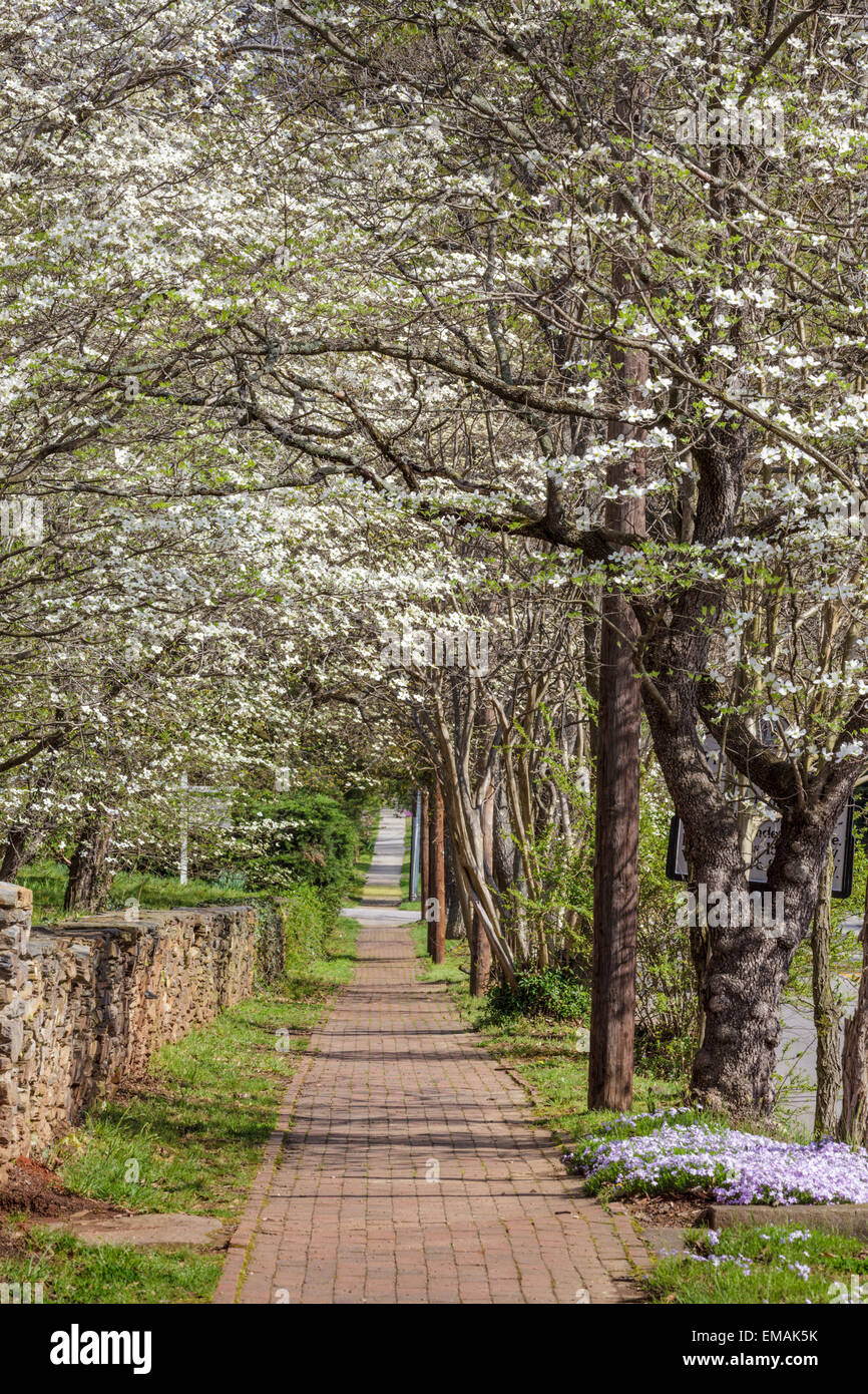 Quaint scenic with dogwoods flowering in Hillsborough, North Carolina. Stock Photo