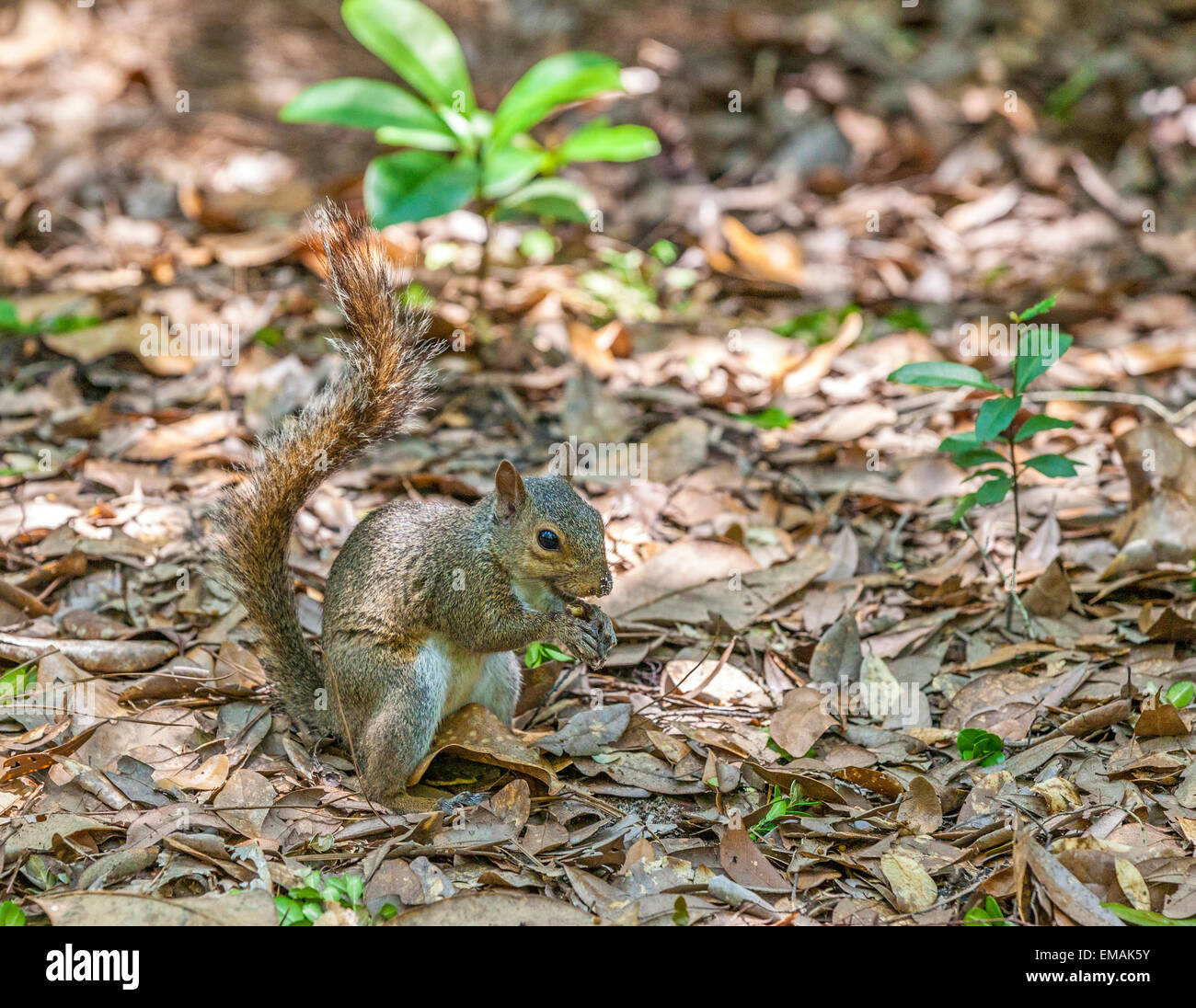 squirrel in the summer garden protects her food Stock Photo
