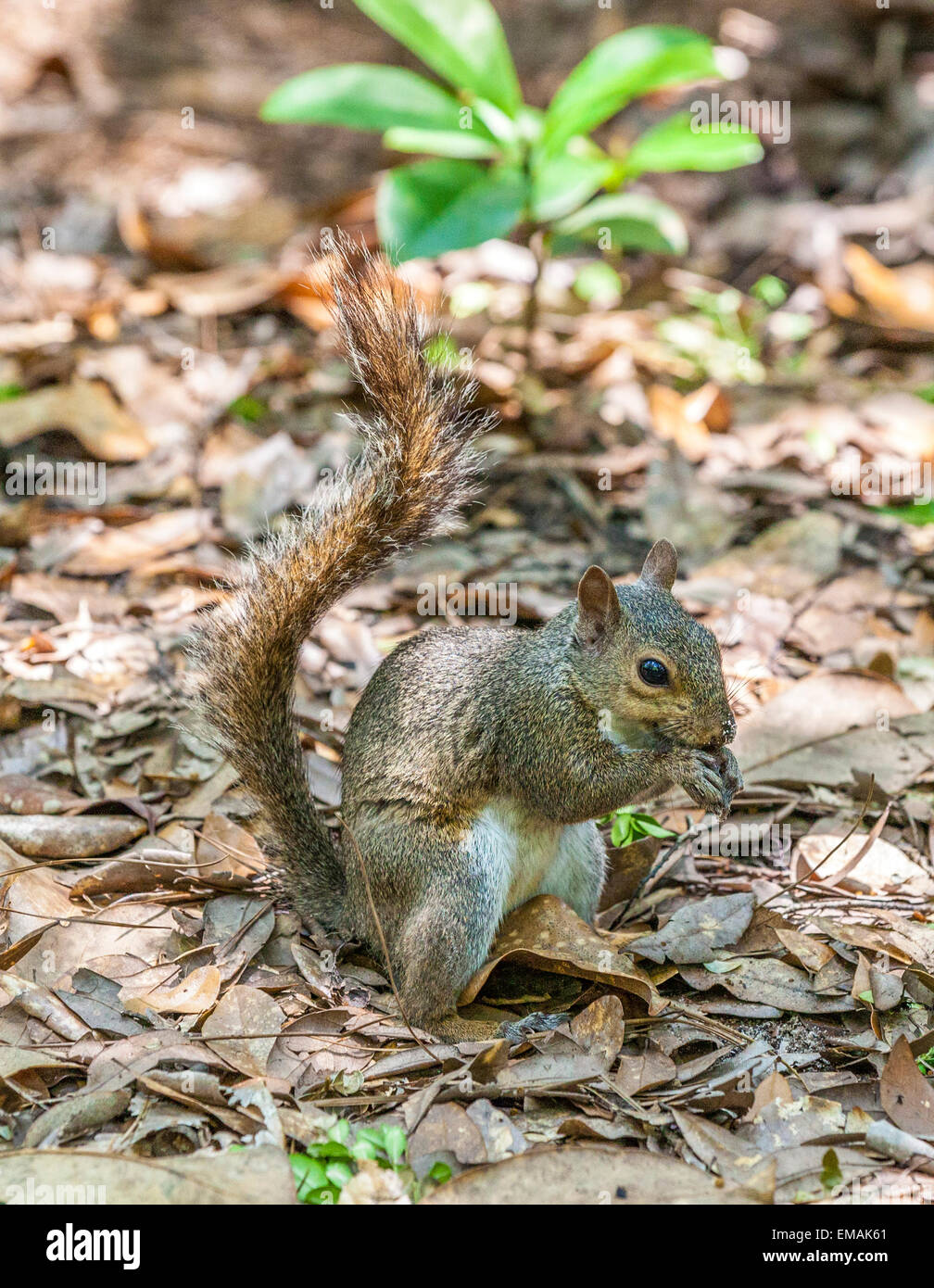 squirrel in the summer garden protects her food Stock Photo