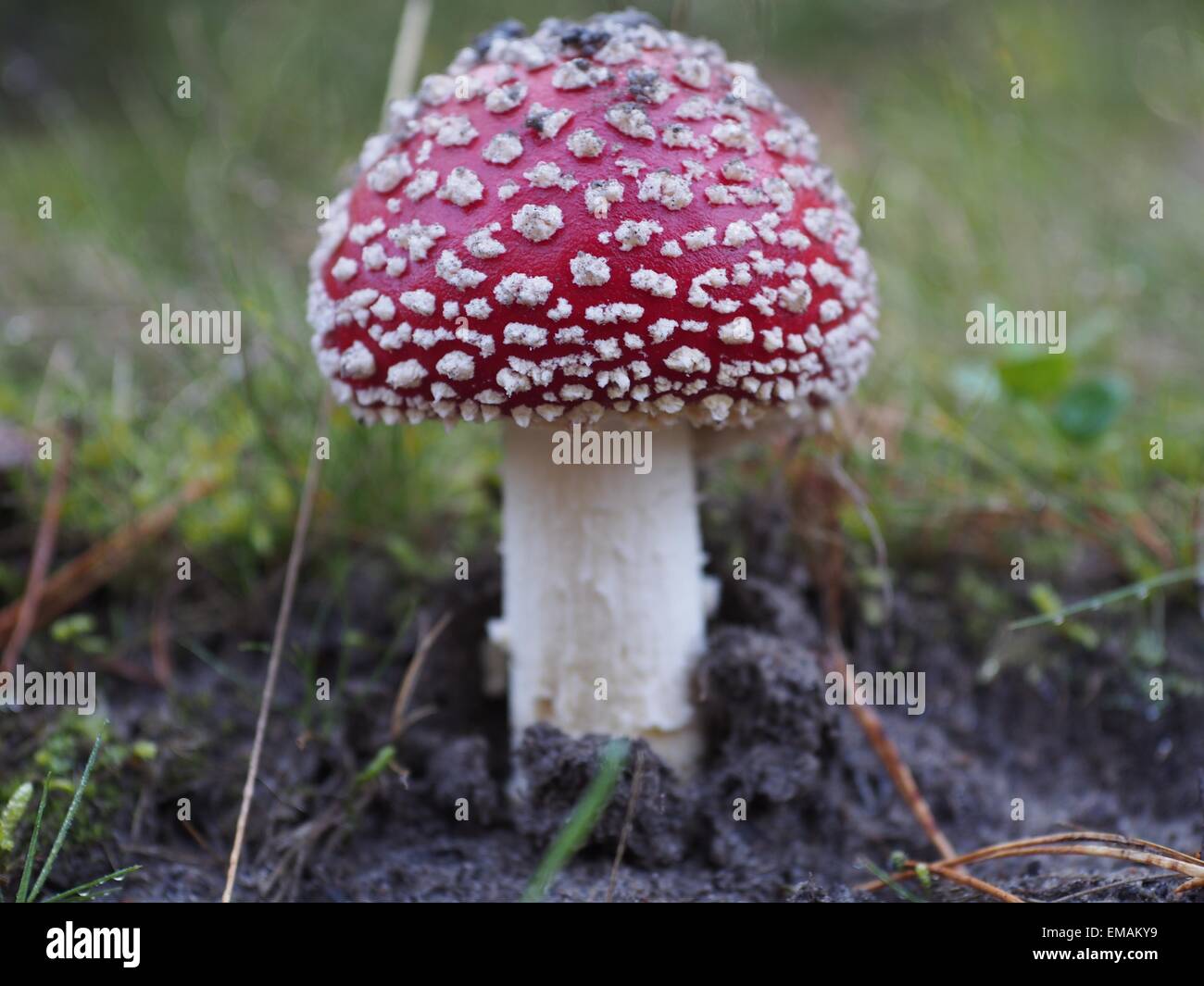 amanita muscaria  toadstool on forest background Stock Photo