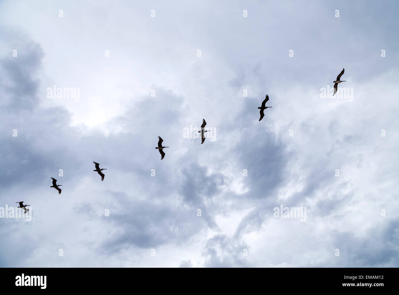 birds flying in heavy rain over the ocean Stock Photo Alamy