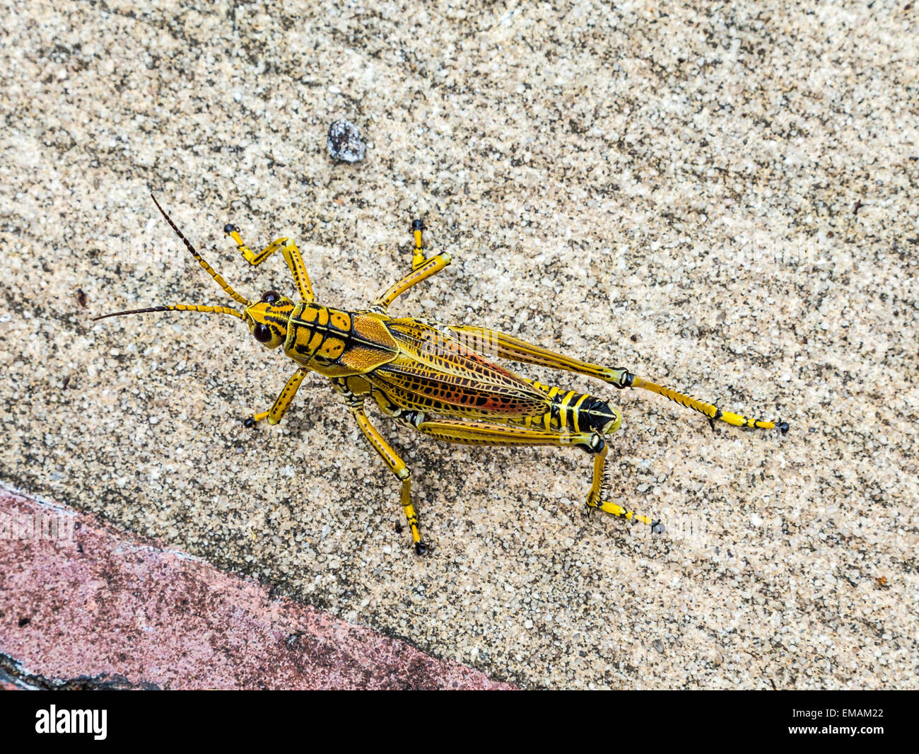 grasshopper on the asphalt of a paveway Stock Photo