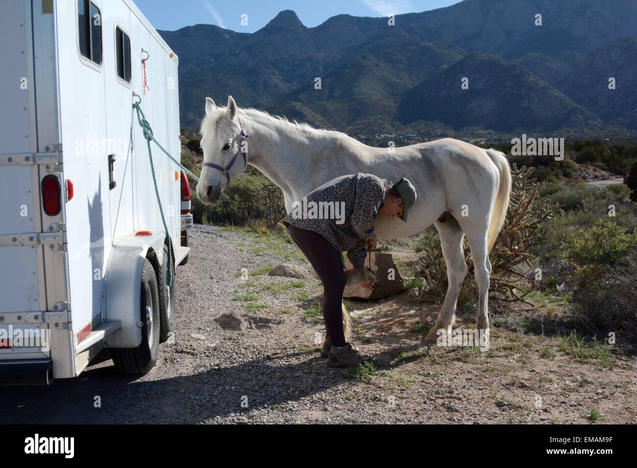 Cleaning out my Arabian's feet before heading out on a trail ride, Sandia Mountains of New Mexico - USA Stock Photo