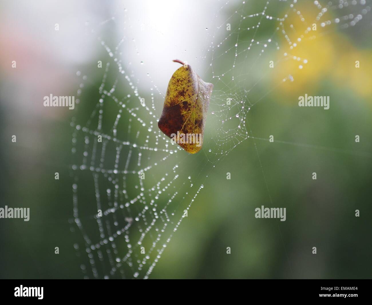 leaf on spider net Stock Photo
