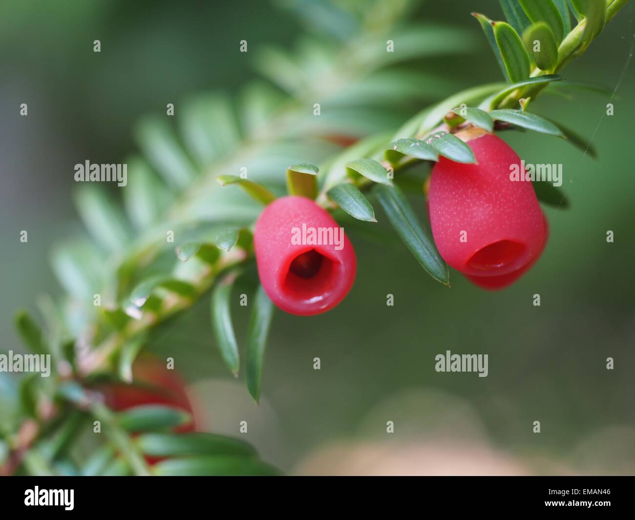 yew twig with fruits on white background Stock Photo