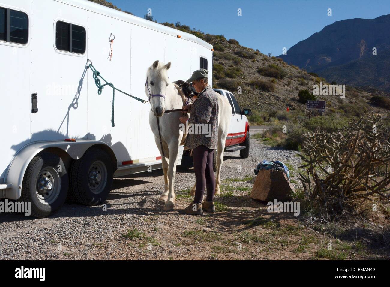 Adjusting the breast collar on my Arabian Horse in preparation for a trail ride. Stock Photo