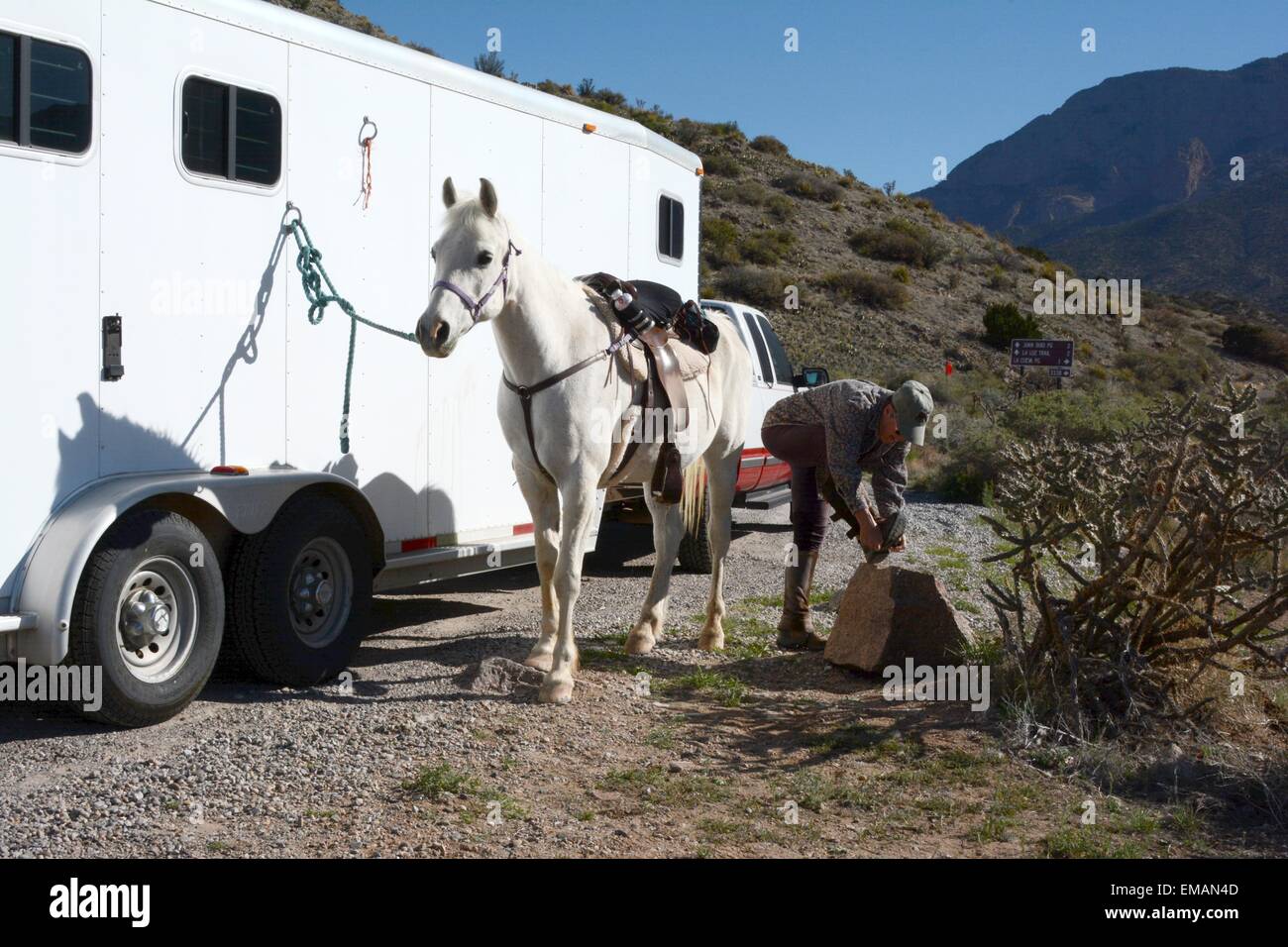 Arabian horse saddled and ready for a ride and me putting on my half-chaps; New Mexico - USA Stock Photo