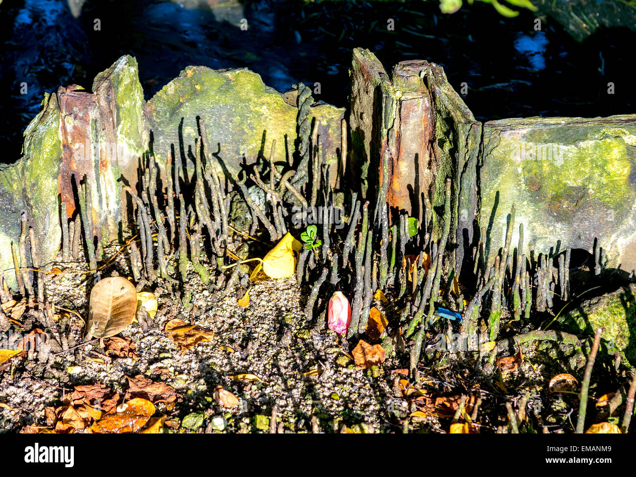 Plants growing by river hi-res stock photography and images - Alamy