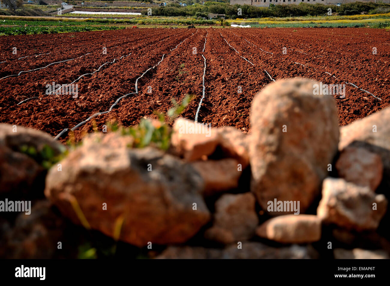 Malta Agriculture rolling field Stock Photo Alamy
