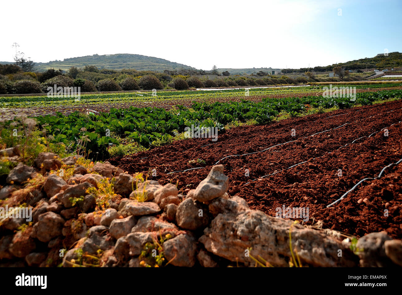 Malta Agriculture rolling field Stock Photo Alamy