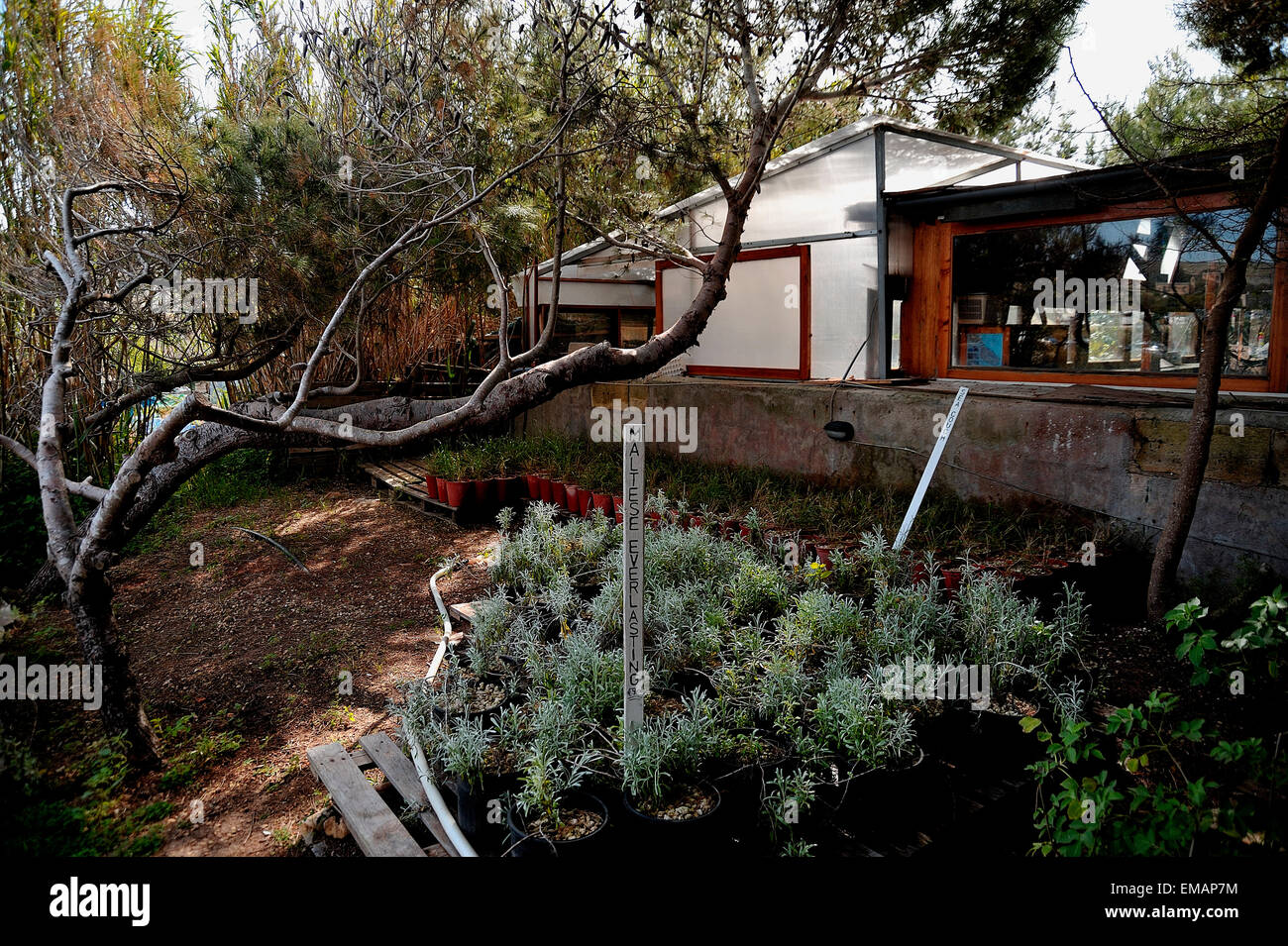 Malta, The Gaia Foundation, plant nursery Stock Photo Alamy