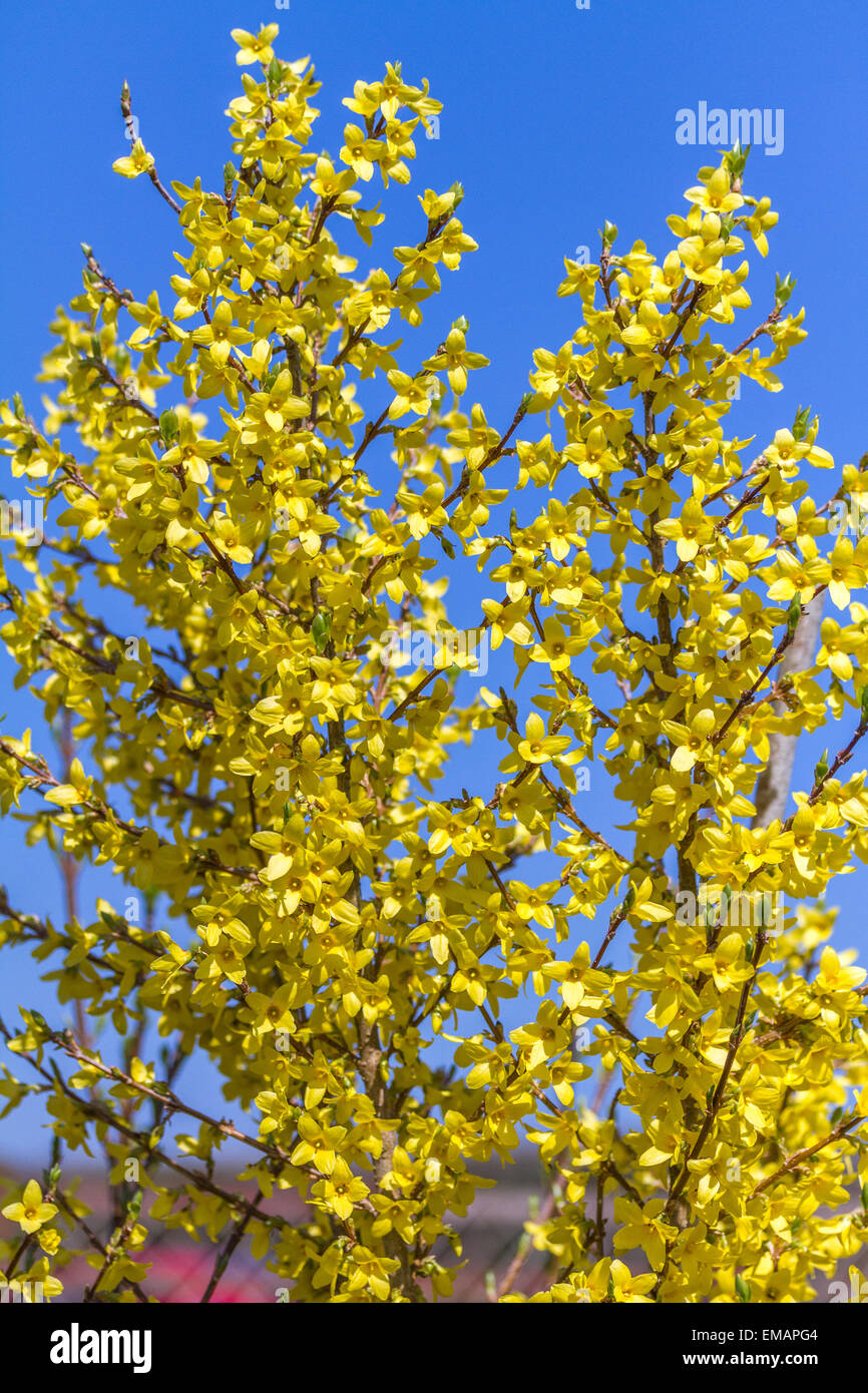 Forsythia a bright yellow spring flowering shrub. Stock Photo