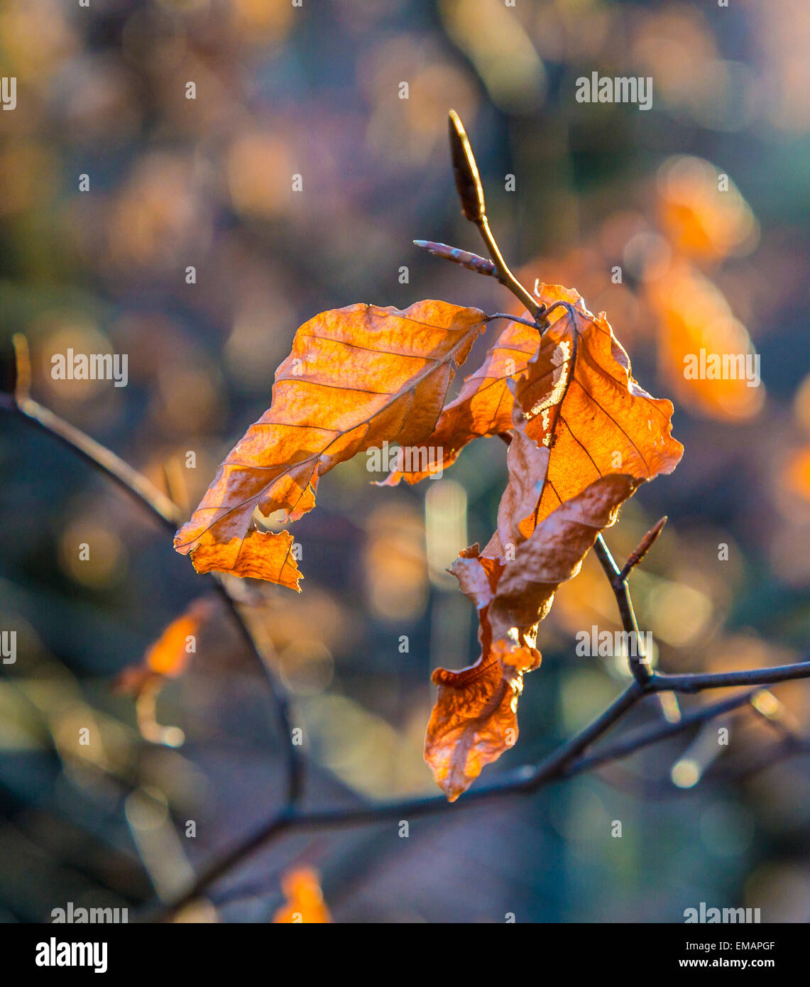 brown leaf at tree in bright sunlight Stock Photo