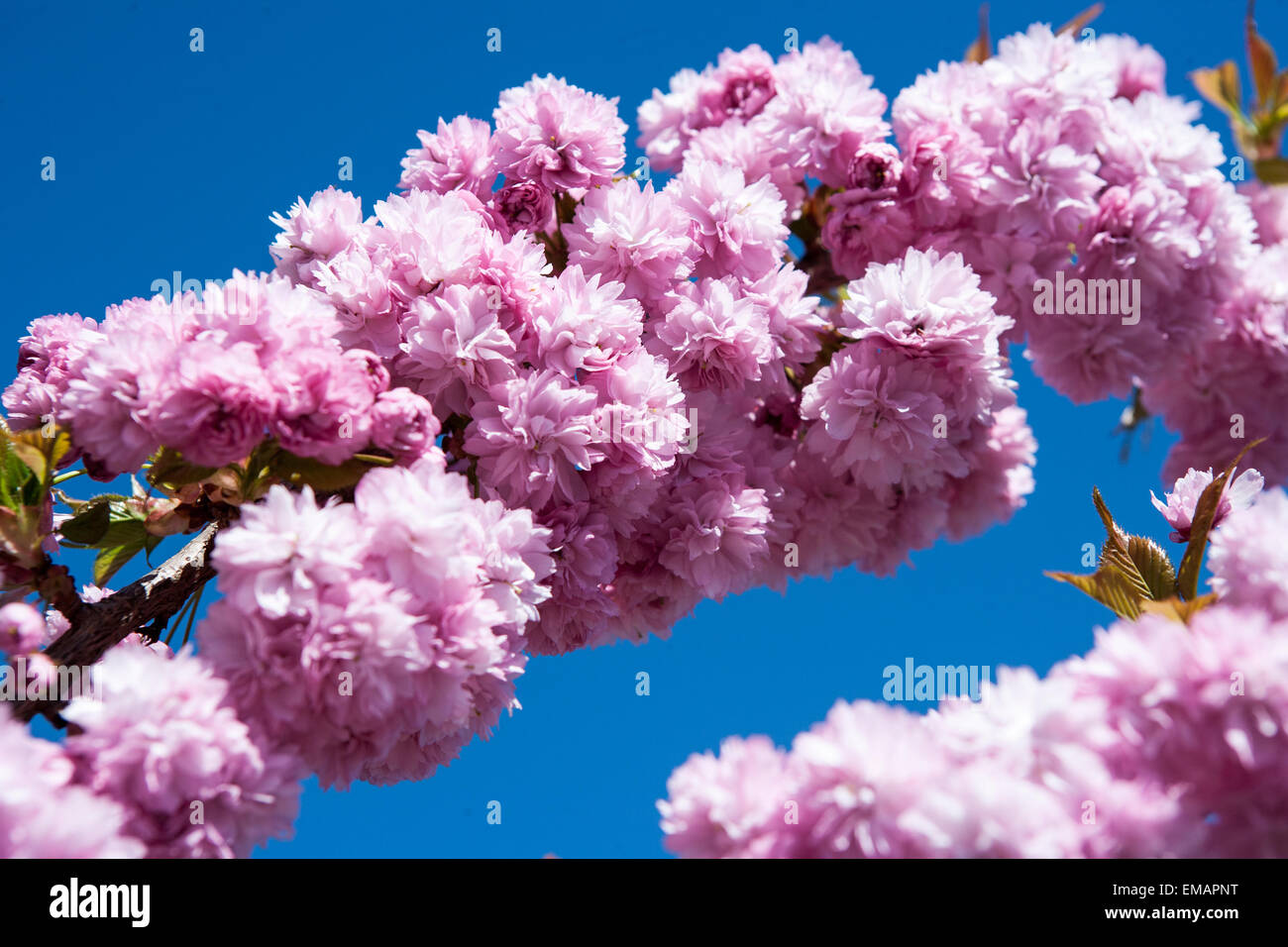 Belfast, Northern Ireland, UK. 18th April, 2015. Cherry Blossom bursts into flower in Spring Credit:  Bonzo/Alamy Live News Stock Photo