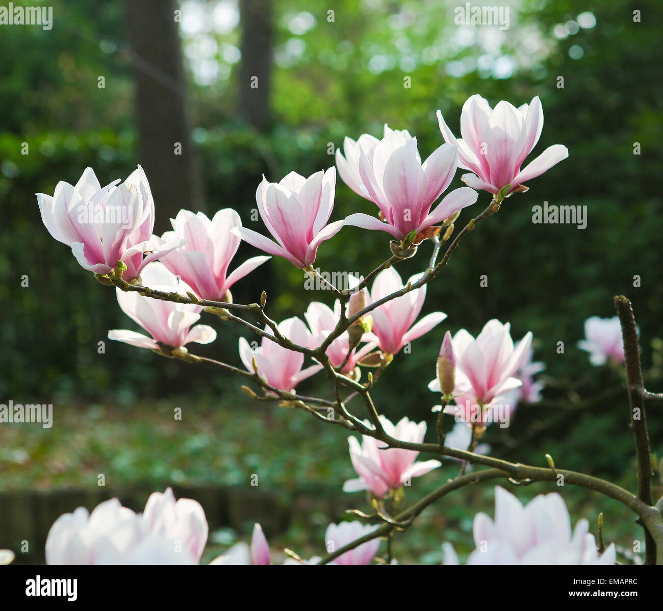 Branch with magnolia flowers in bloom Stock Photo - Alamy