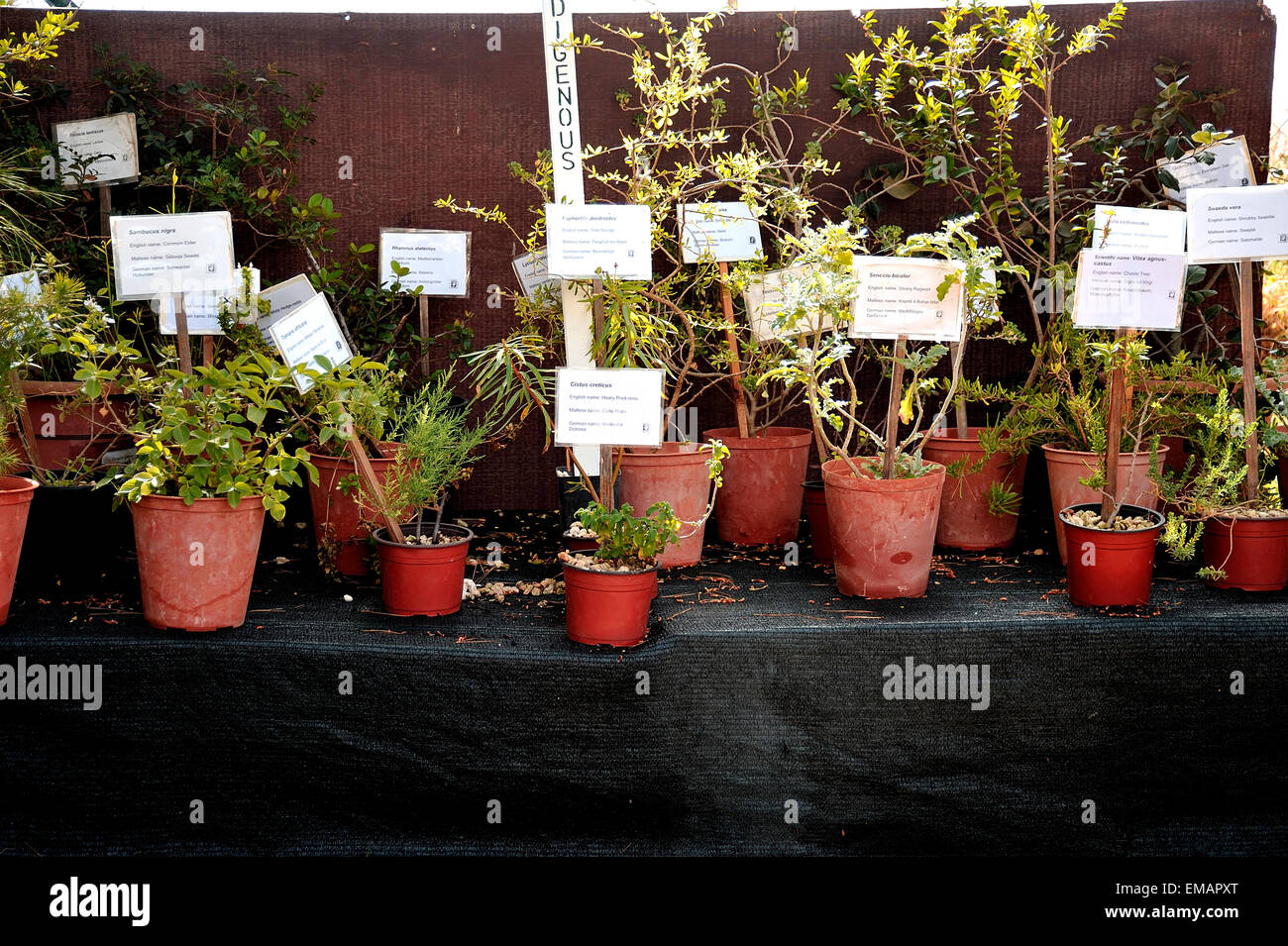 Malta, The Gaia Foundation, plant nursery Stock Photo Alamy