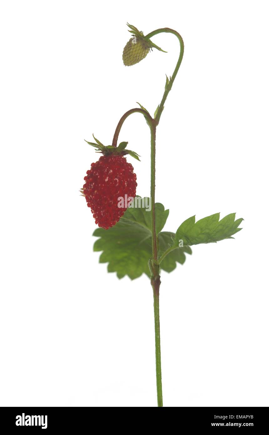 red and unripe wild strawberry on white background Stock Photo