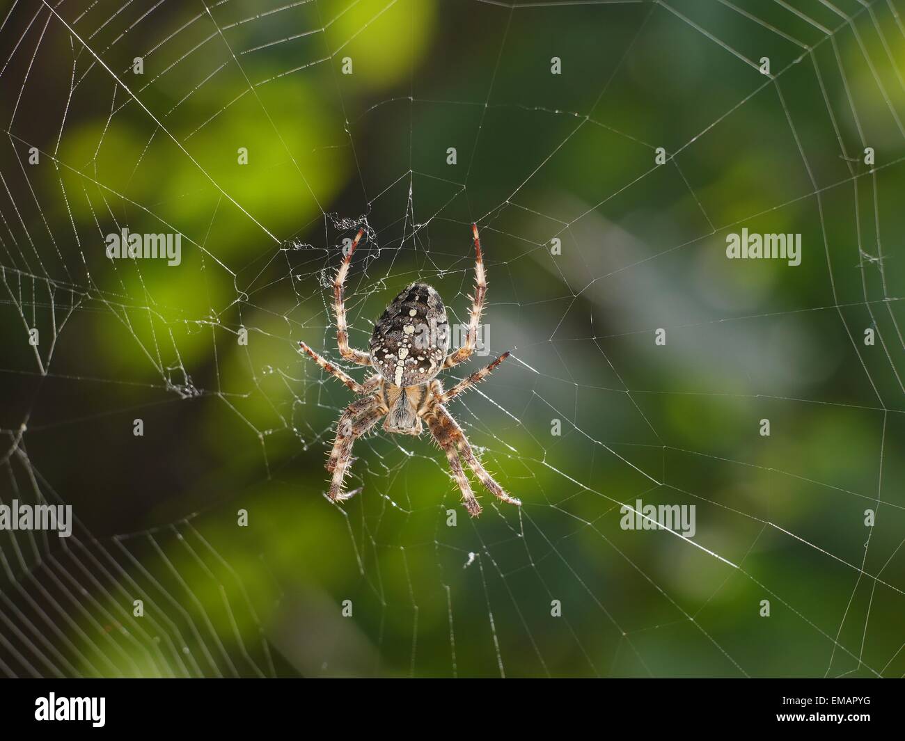 big cross spider on net Stock Photo