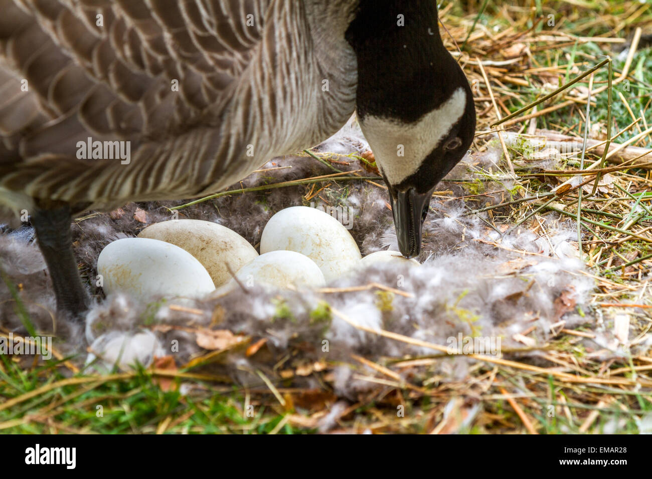 Bird incubating eggs hires stock photography and images Alamy