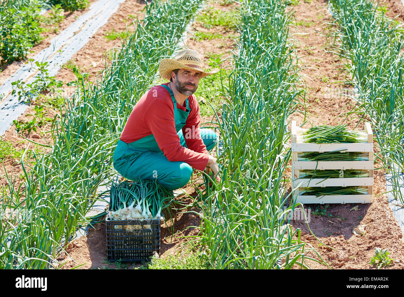 Farmer man harvesting onions in Mediterranean orchard field Stock Photo