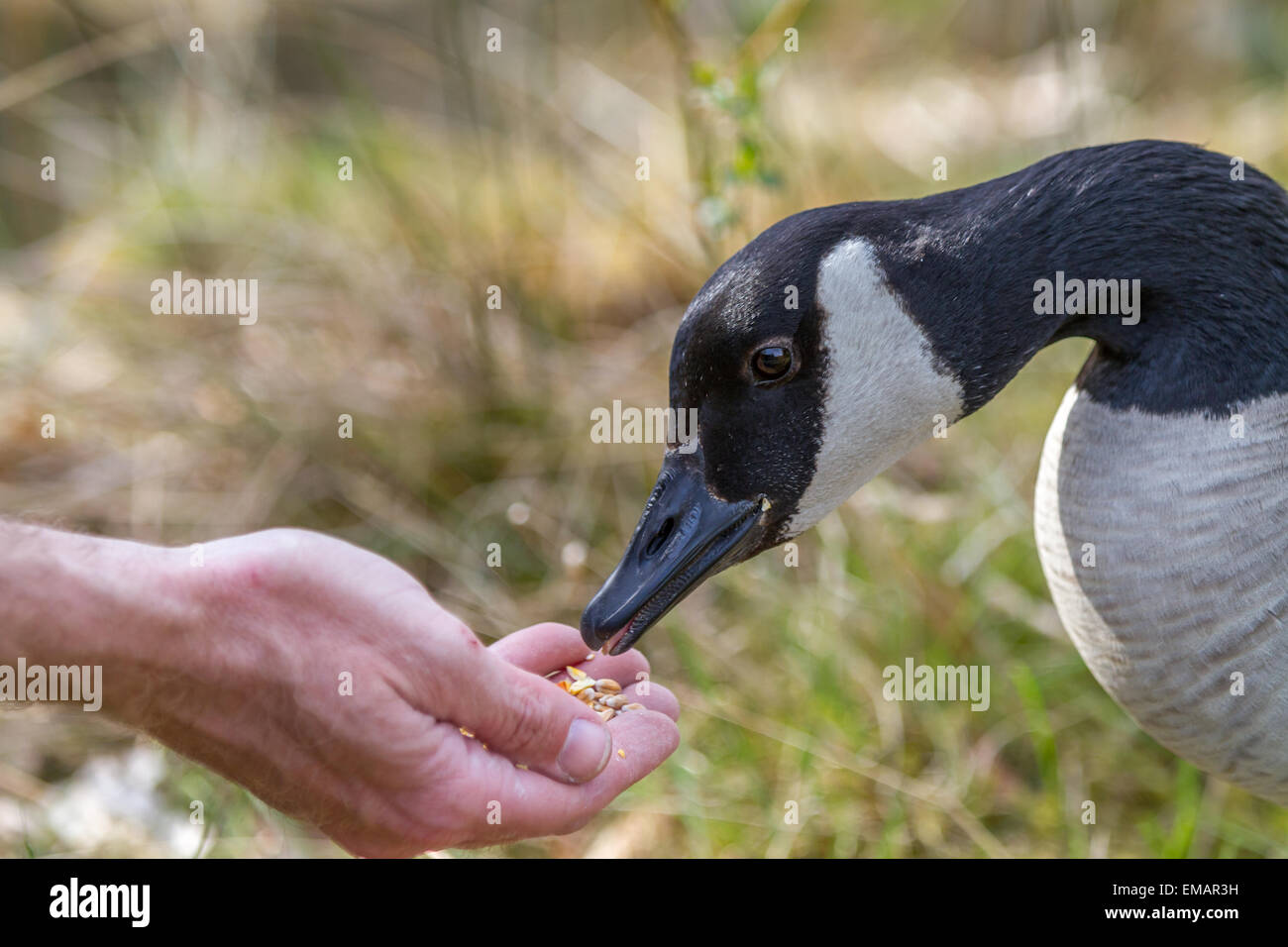 Hand food feeding hi-res stock photography and images - Alamy